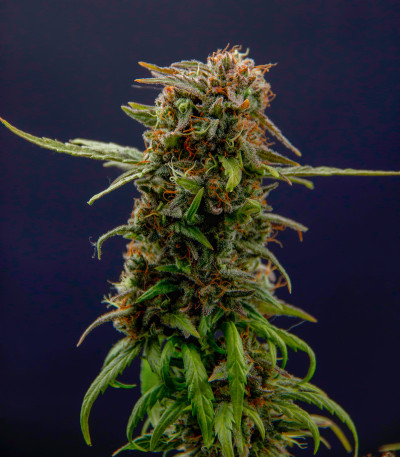 Golosa Early Version fem (Delicious Seeds) семена конопли