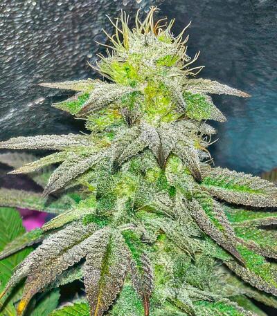 Zillions fem от Barney's Farm семена конопли