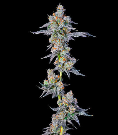 Dulce Dreams fem (Compound Genetics) семена конопли