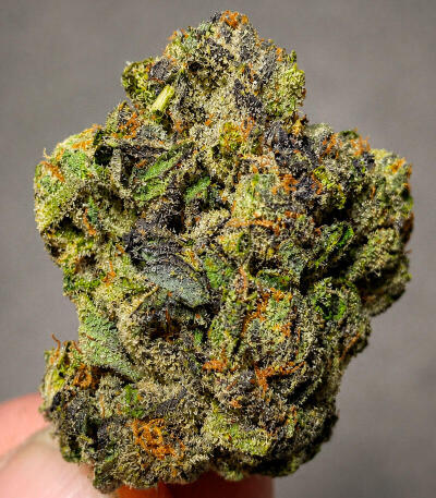 Z42 fem (FastBuds) семена конопли
