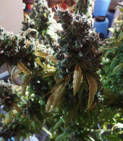 AK-49 fem (Vision Seeds) семена конопли