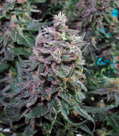 Delahaze fem (Paradise Seeds) семена конопли