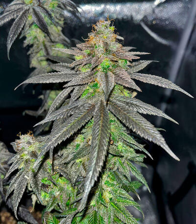 LFG fem (Barney's Farm) семена конопли