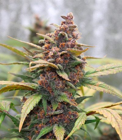 LSD-25 Auto fem сорт конопли
