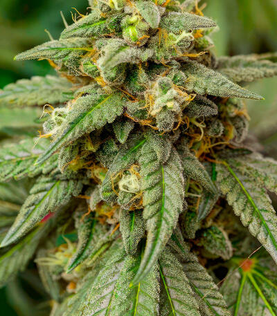 RudeBoi OG F1 fem (Seedkeepers) семена конопли