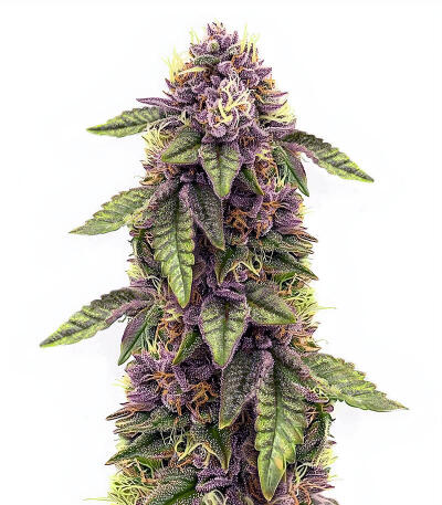 Sticky Sherbert GG fem (Seedkeepers) семена конопли