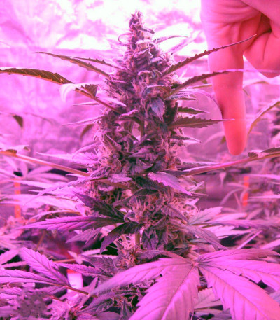 Green-O-Matic auto fem конопля