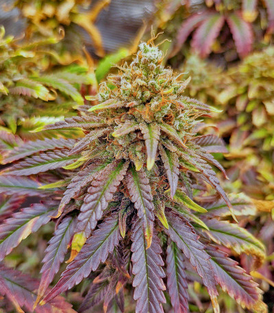 Lemon Drizzle fem (Barney's Farm) семена конопли