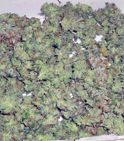 White Russian fem (Serious Seeds) семена конопли