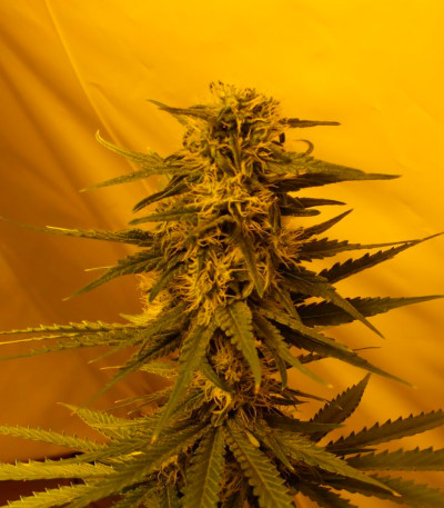 Wonder Woman reg (Nirvana Seeds) семена конопли