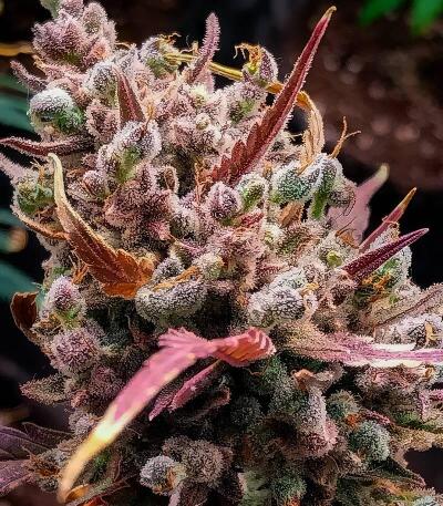 Banana Guava Auto RF3 fem (FastBuds) семена конопли