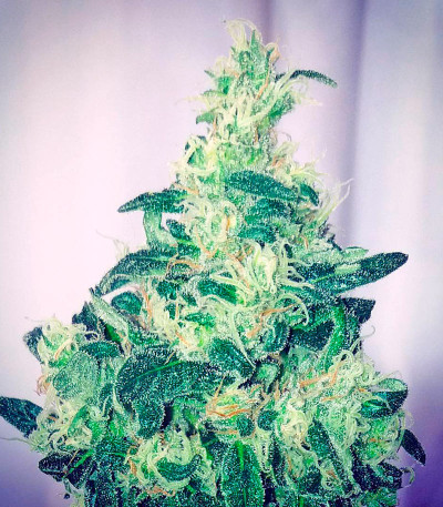 Northern Lights x Big Bud Auto fem (World of Seeds) семена конопли