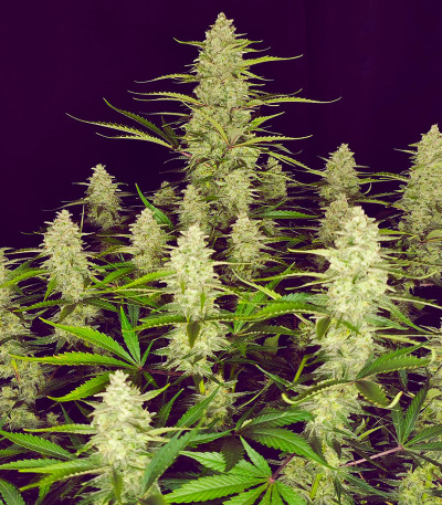 Papaya Cookies Auto fem (FastBuds) семена конопли
