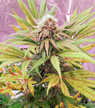 Bruce Banner #3 fem (Herbies Seeds) семена конопли