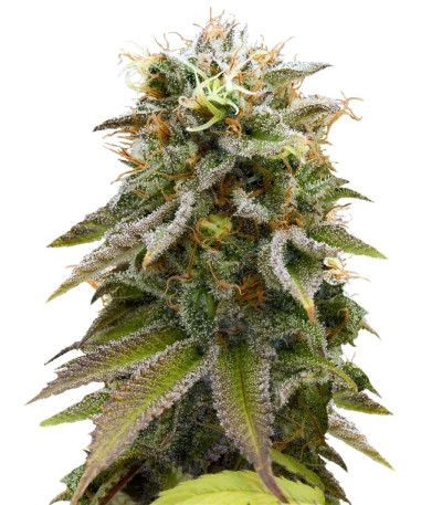 Lemon Thai Kush fem семена конопли