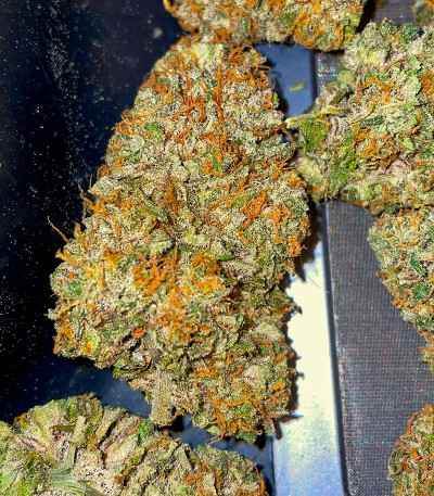 Mint Jelly Auto fem (Humboldt Seed Company) семена конопли