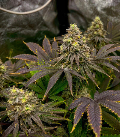 Jealousy Kush fem (Seedkeepers) семена конопли