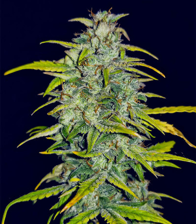 Cherry Cola Auto fem (FastBuds) семена конопли