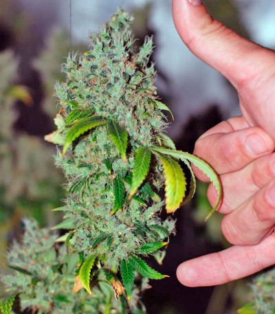 K-Train fem (Green House Seeds) семена конопли