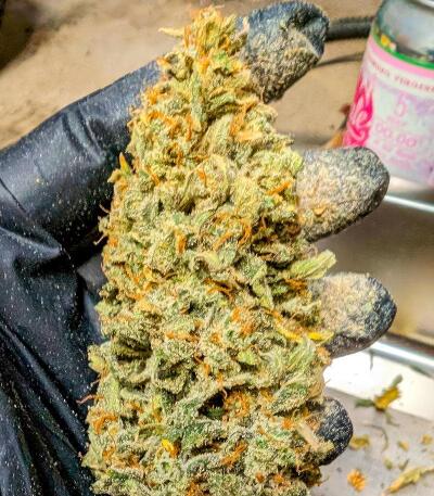 Peach Crescendo Auto RF3 fem (Ethos Genetics) семена конопли