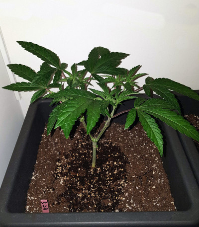 Royal Cookies fem (Royal Queen Seeds) семена конопли