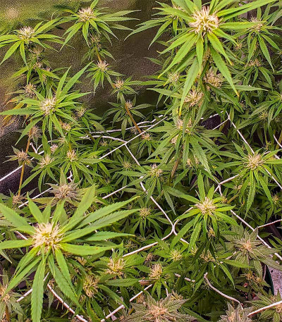 Blow Dream fem (Victory Seeds) семена конопли