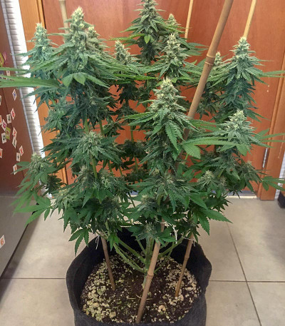 Bruce Banner #3 fem семена конопли
