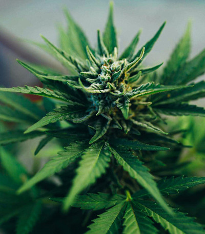 Cookies auto fem FastBuds семена конопли