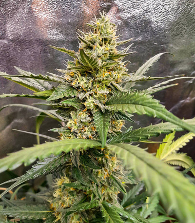 HulkBerry Automatic fem (RQS) семена конопли