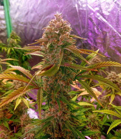 Godzilla Cookies Auto fem (Herbies Seeds) семена конопли