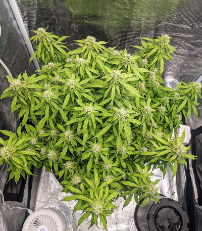 Gorilla Glue Auto fem семена конопли