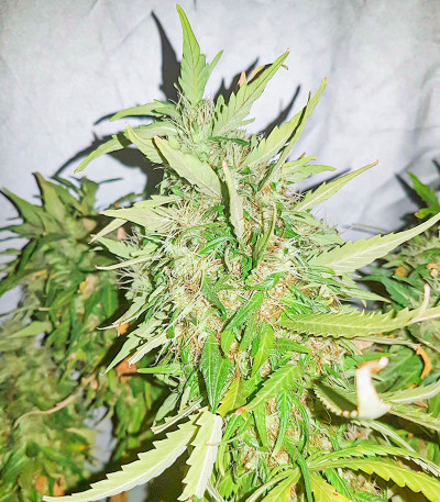 K-2 fem (Nirvana Seeds) семена конопли