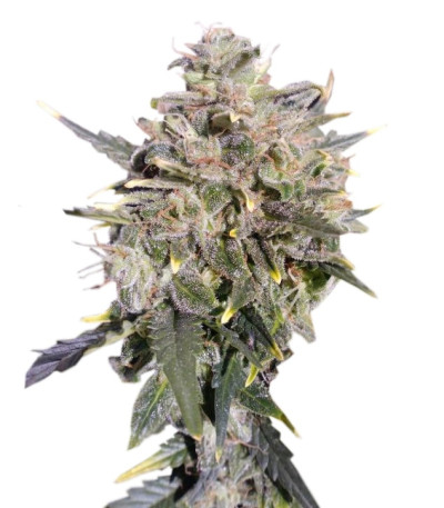 Buddha White Dwarf auto fem семена конопли