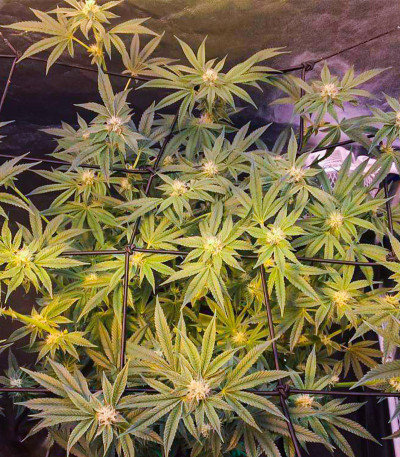 Fruit Gum fem (UKHTA420) семена конопли