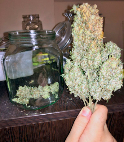Семена марихуаны Exodus Cheese Auto