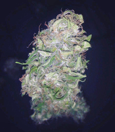 Pure Kush fem (Green House Seeds) семена конопли