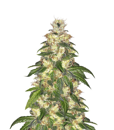 Blue Gelato 41 (Barney's Farm) семена конопли