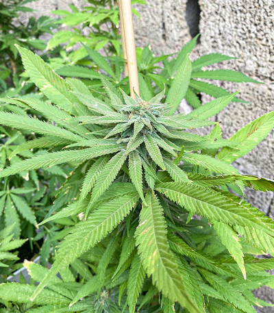 Cafe Racer (Blimburn Seeds) семена конопли