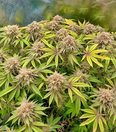 Lemon Mandarin fem (FastBuds) семена конопли