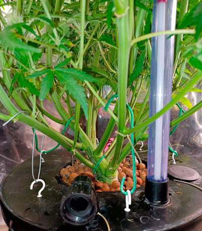 Guava Auto fem (FastBuds Seeds) семена конопли