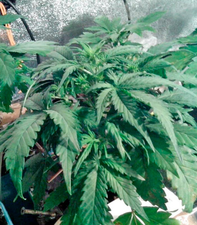Afghan Kush fem (World of Seeds) семена конопли