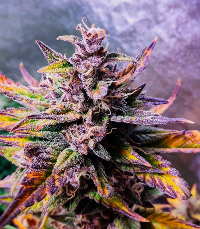 Purple Punch OG XL Auto fem (Sweet Seeds) семена конопли