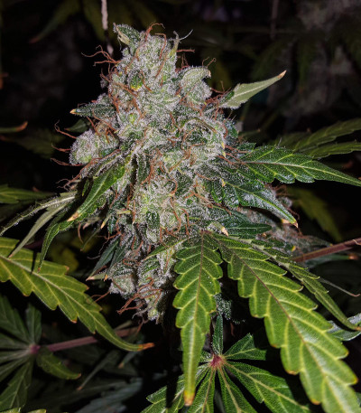Auto White Widow fem (Pyramid Seeds) семена конопли