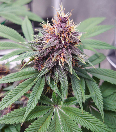 Punch Gelato #33 Auto fem (Cali Buds Seeds) семена конопли