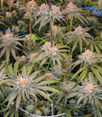 Banana Punch fem (Barney's Farm) семена конопли
