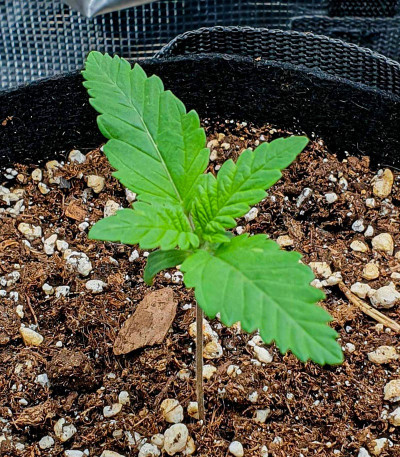 Wedding Cheesecake FF fem (FastBuds) семена конопли