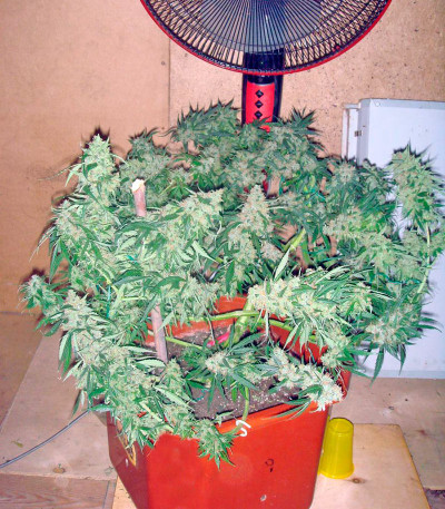 Wild Thailand Ryder Auto fem (World of Seeds) семена конопли