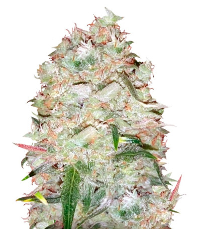 Bulk Smash Auto fem (Dr. Krippling Seeds) семена конопли