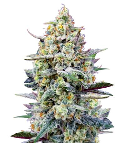 Cherry Cola Auto RF3 fem (FastBuds) семена конопли