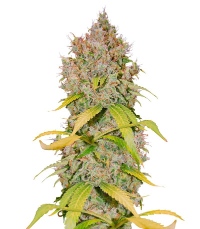Super Lemon Haze x GMO fem от Green House Seeds семена конопли